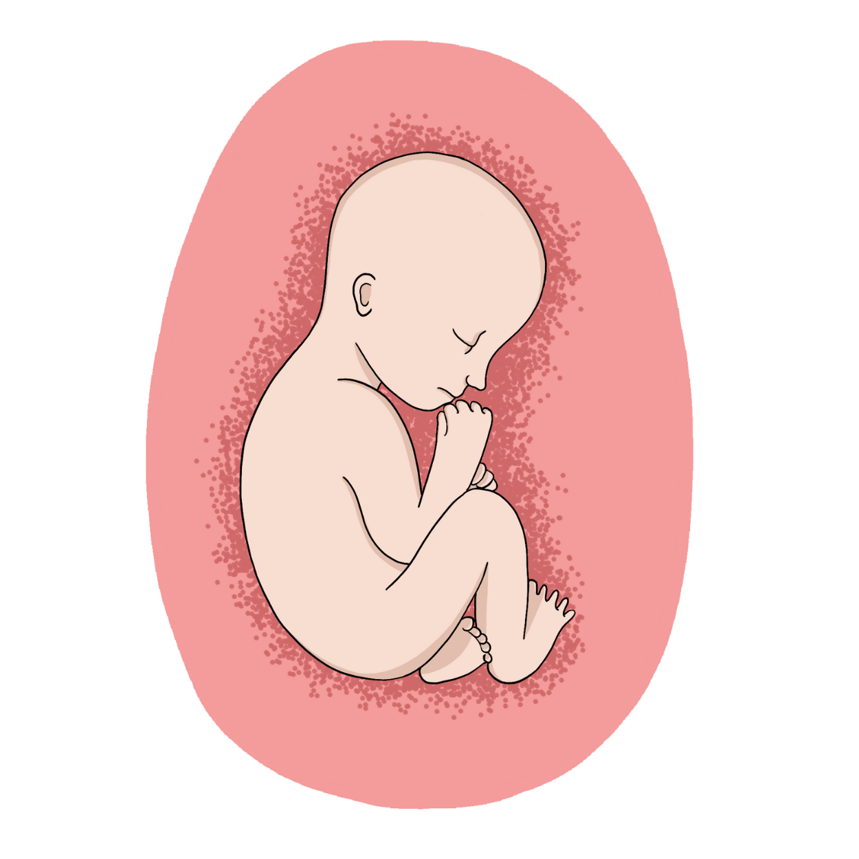 Illustrazione di un feto di un bebè nell'utero